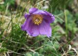 Pulsatilla violacea. Цветок. Грузия, край Мцхета-Мтианети, склон горы Казбек, ок. 3000 м н.у.м., альпийский луг. 26.06.2023.