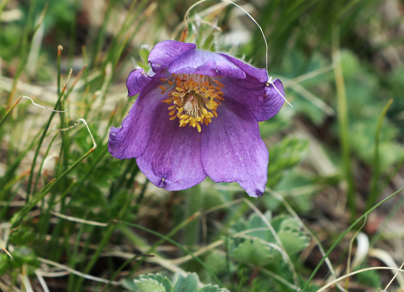 Изображение особи Pulsatilla violacea.