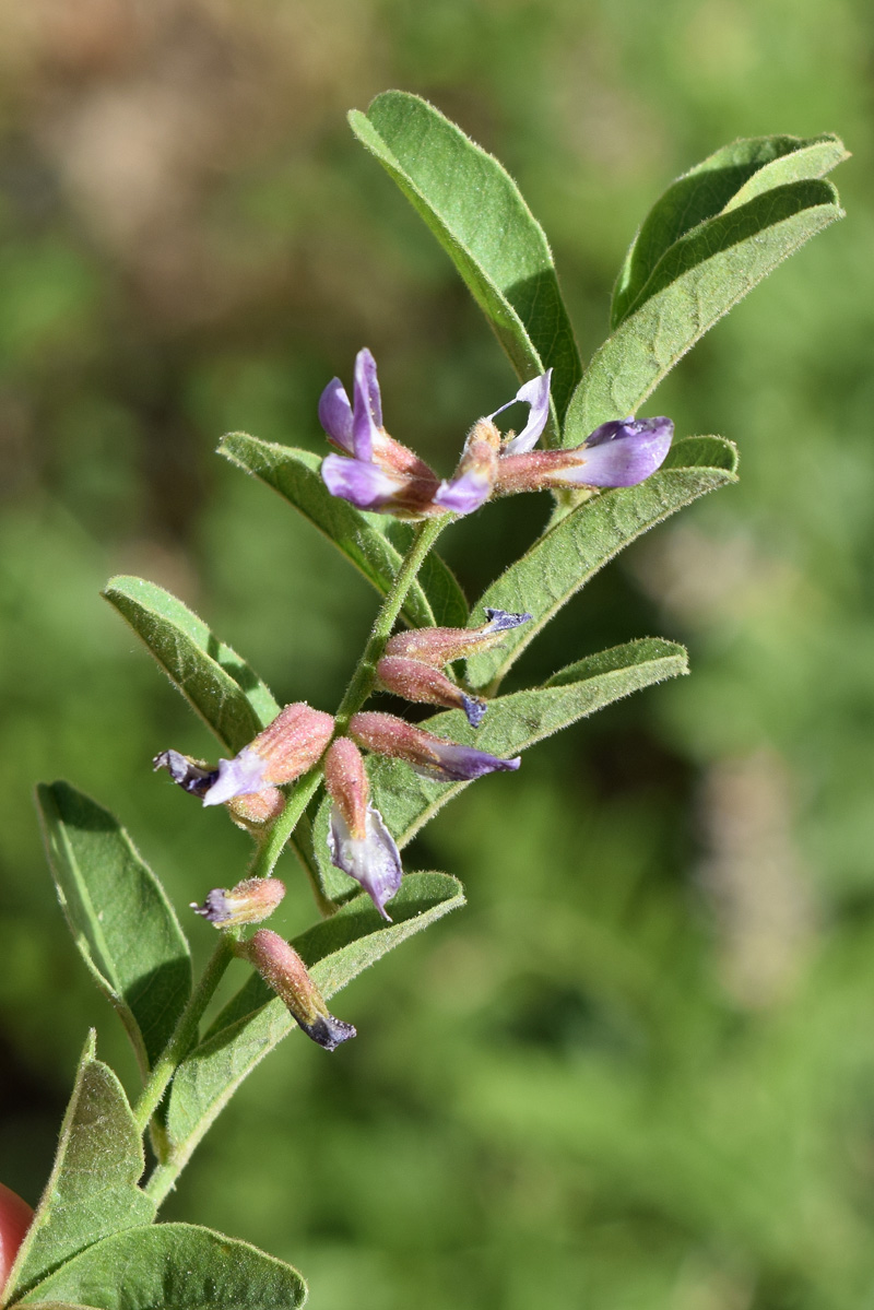Image of Glycyrrhiza glabra specimen.
