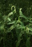 Persicaria scabra