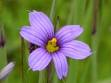 Sisyrinchium septentrionale