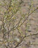 Caragana leucophloea