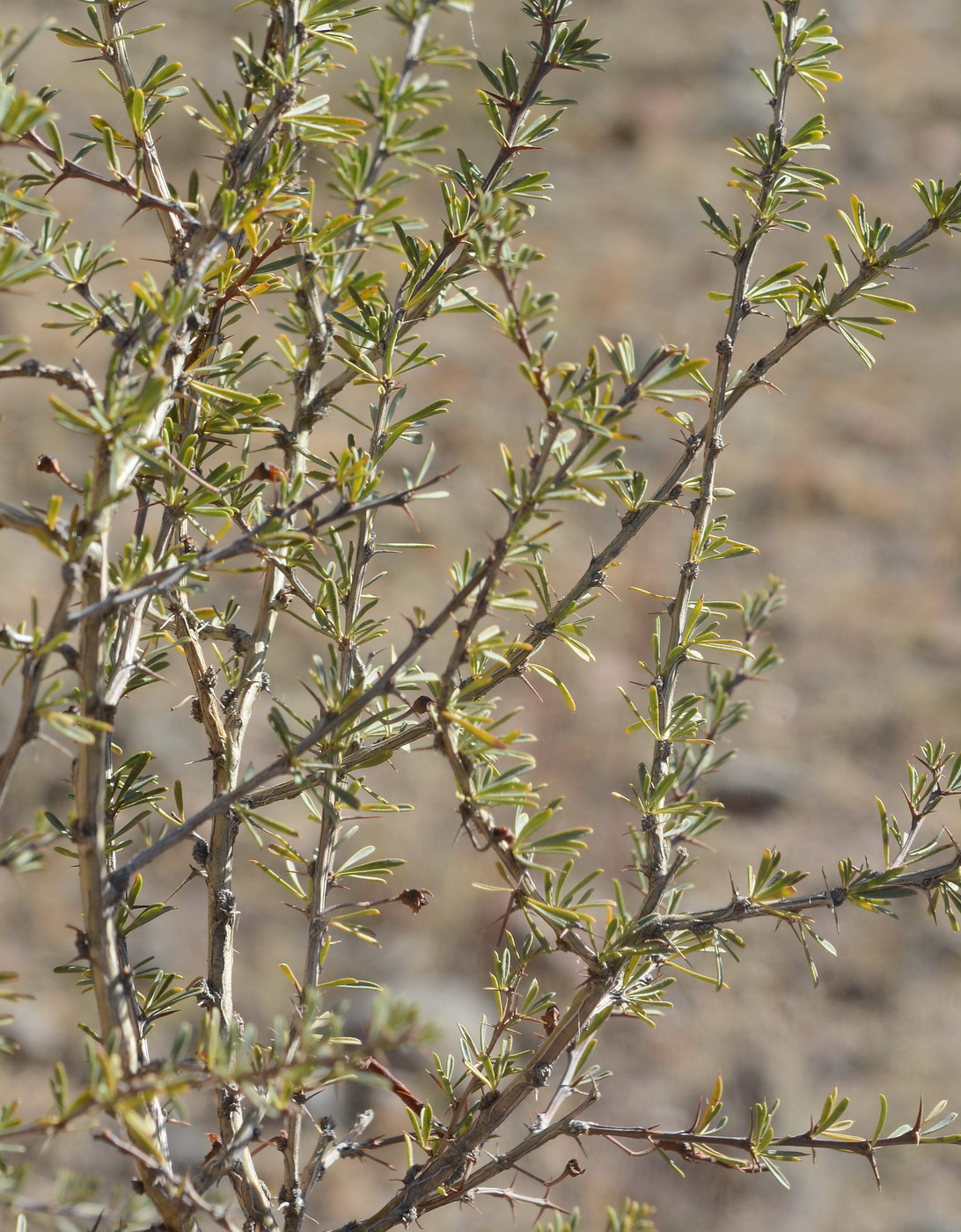 Image of Caragana leucophloea specimen.