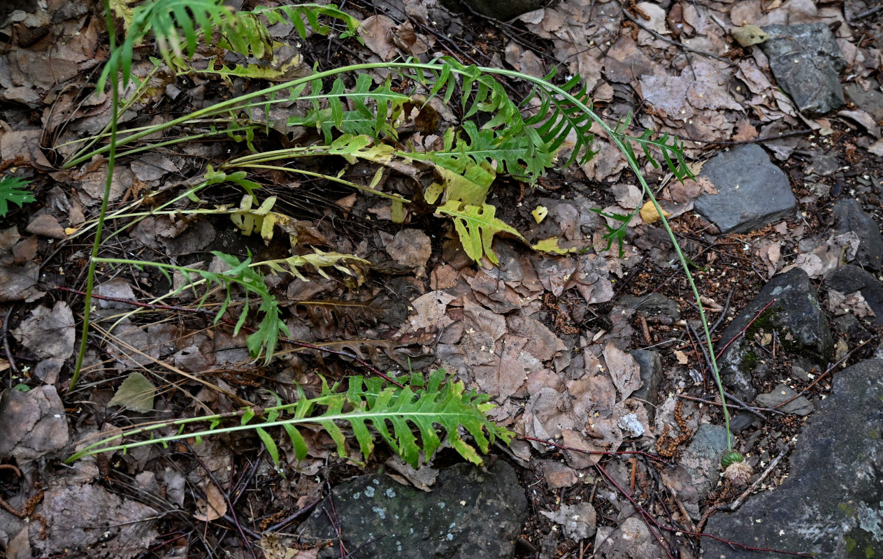 Изображение особи Rhaponticoides ruthenica.