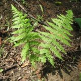 Athyrium monomachii. Вегетирующее молодое растение. Казахстан, Восточно-Казахстанская обл., Глубоковский р-н, окр. с. Зимовьё; Западный Алтай, просека в смешанном лесу, колея. 30 июня 2023 г.