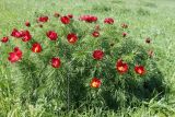 Paeonia tenuifolia