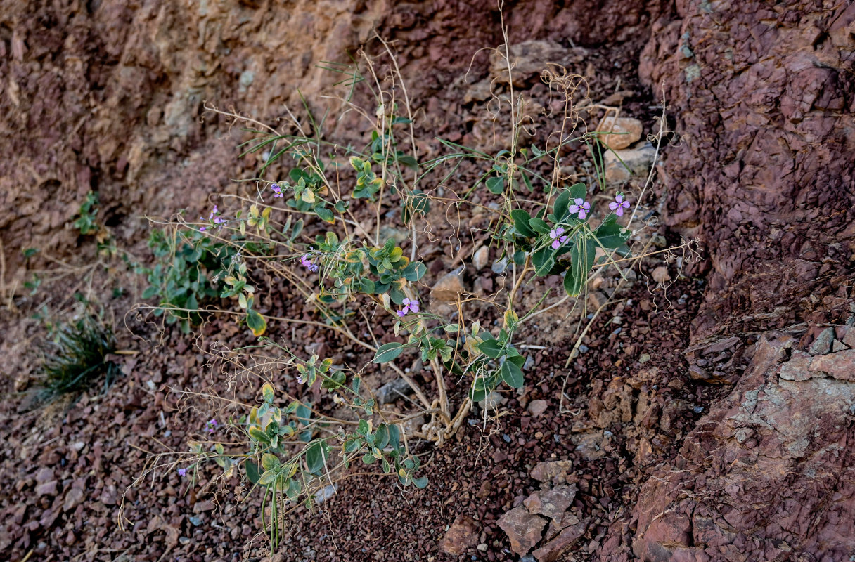 Image of Moricandia suffruticosa specimen.