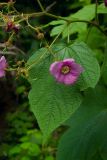 Rubus odoratus