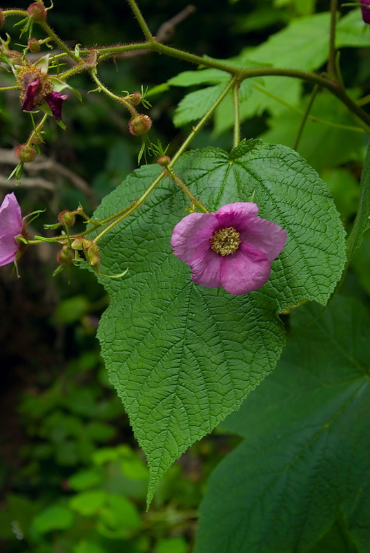 Image of Rubus odoratus specimen.