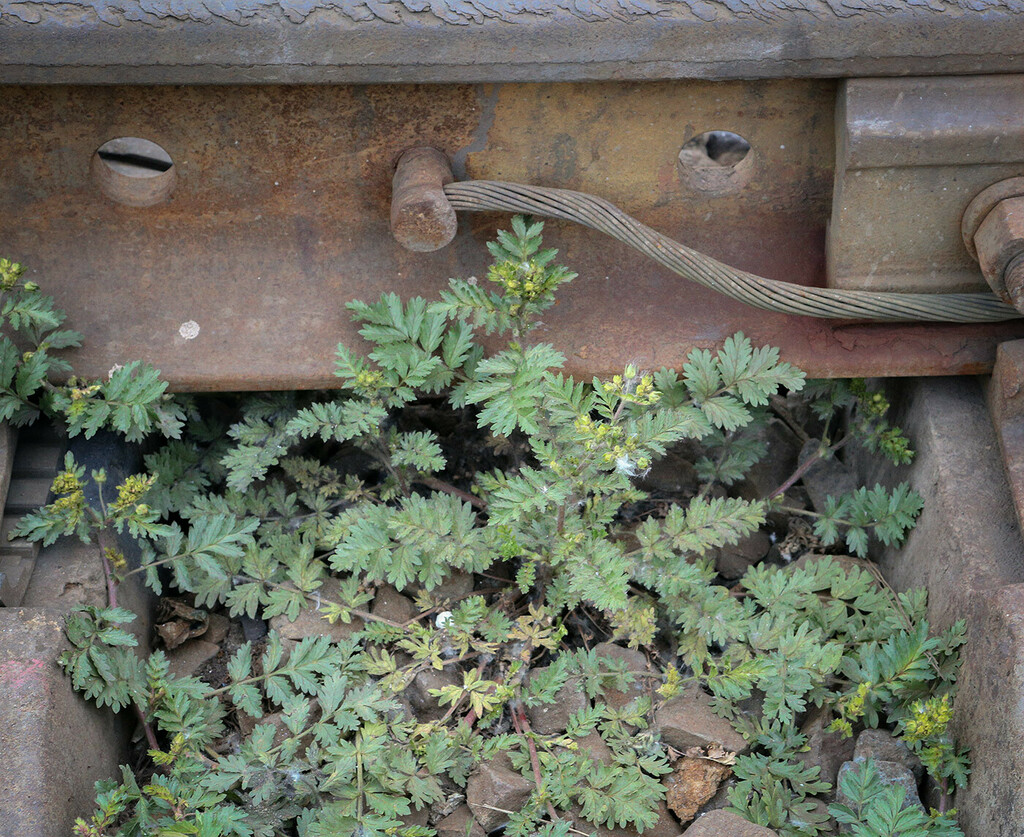 Image of Potentilla supina ssp. paradoxa specimen.