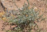 Helichrysum nogaicum