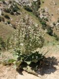 Salvia aethiopis. Цветущее растение. Узбекистан, Самаркандская обл., Зеравшанский хр., примерно в 1 км западнее перевала Тахта-Карача, около 1700 м н.у.м., обочина грунтовой дороги. 25.06.2016.