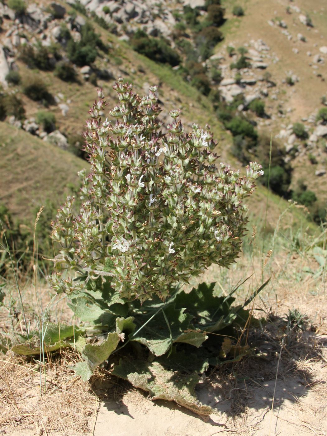 Изображение особи Salvia aethiopis.