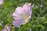 Oenothera speciosa. Верхушка побега с цветком. Израиль, г. Яффо, высокий берег Средиземного моря. 03.04.2024.