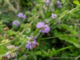 Mentha pulegium