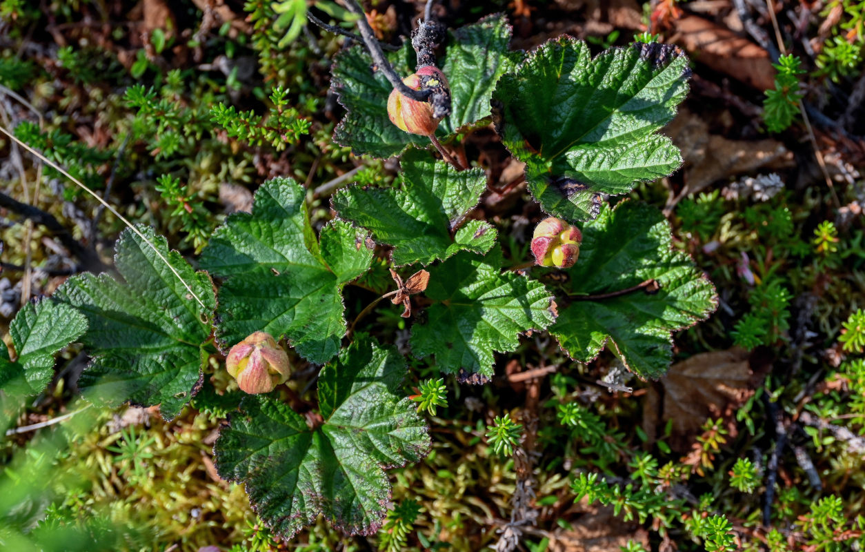 Image of Rubus chamaemorus specimen.