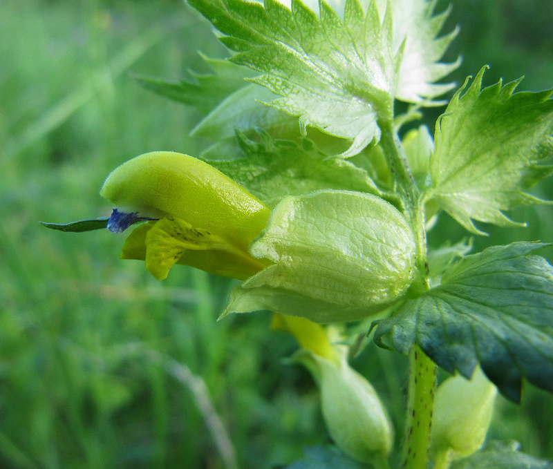 Image of Rhinanthus vernalis specimen.