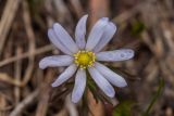 Anemone caucasica. Цветок. Адыгея, Майкопский р-н, плато Лаго-Наки, ≈ 1800 м н.у.м., склон балки, вблизи стаявшего снежника. 30.04.2024.