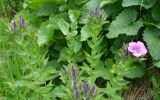 Linum hypericifolium. Верхушки побегов с соцветиями. Адыгея, Майкопский р-н, дол. руч. Водопадистый, субальпийский луг. 09.06.2024.