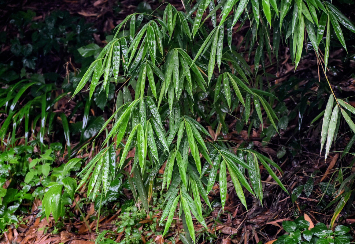 Изображение особи Phyllostachys pubescens.
