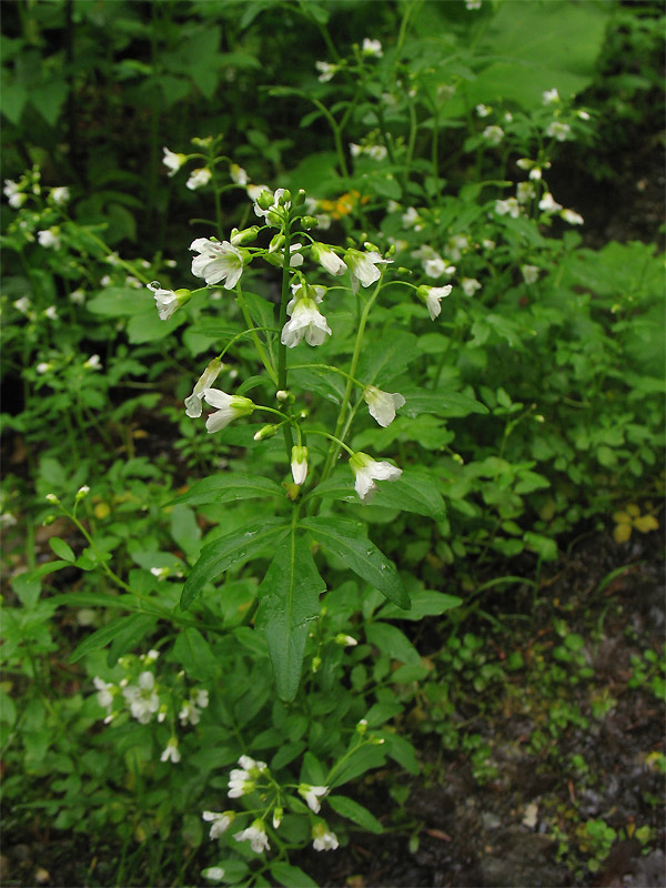 Изображение особи Cardamine amara.