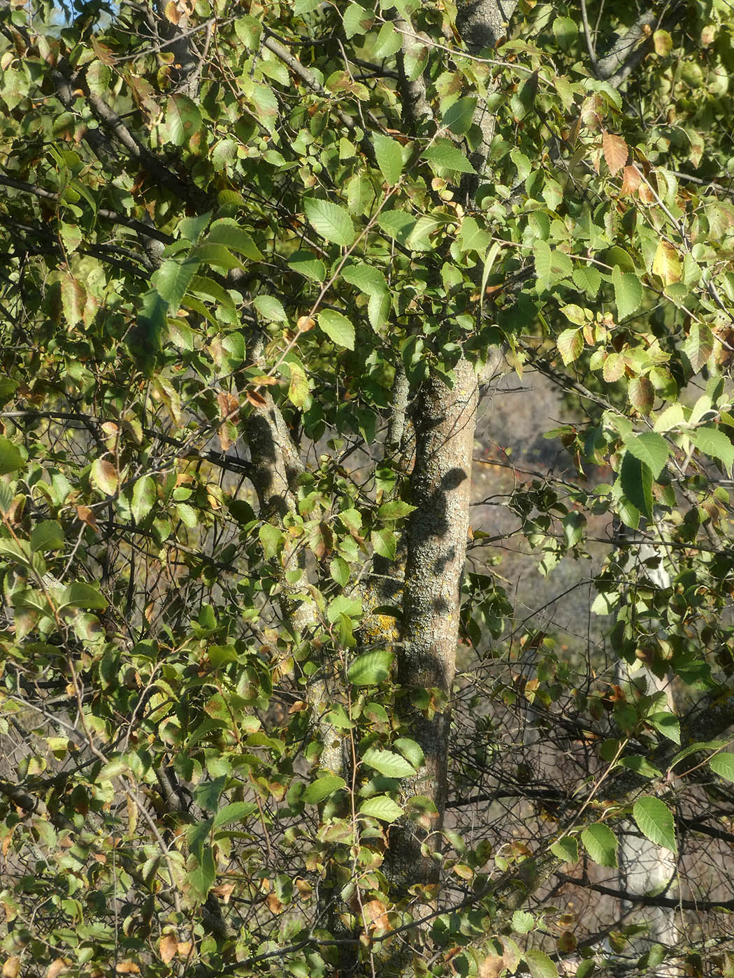 Image of Ulmus pumila specimen.