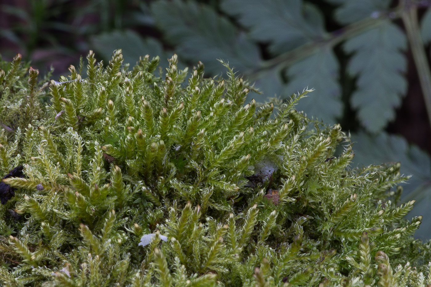 Изображение особи Drepanocladus aduncus.