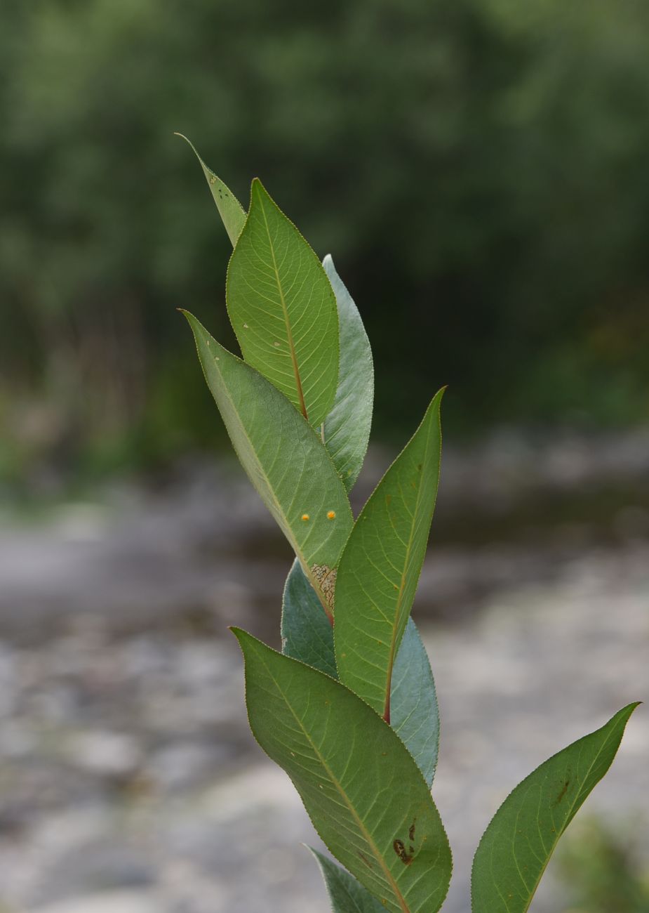 Image of Salix pentandrifolia specimen.
