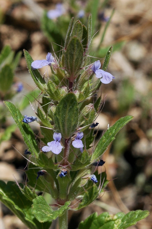 Image of Lallemantia royleana specimen.