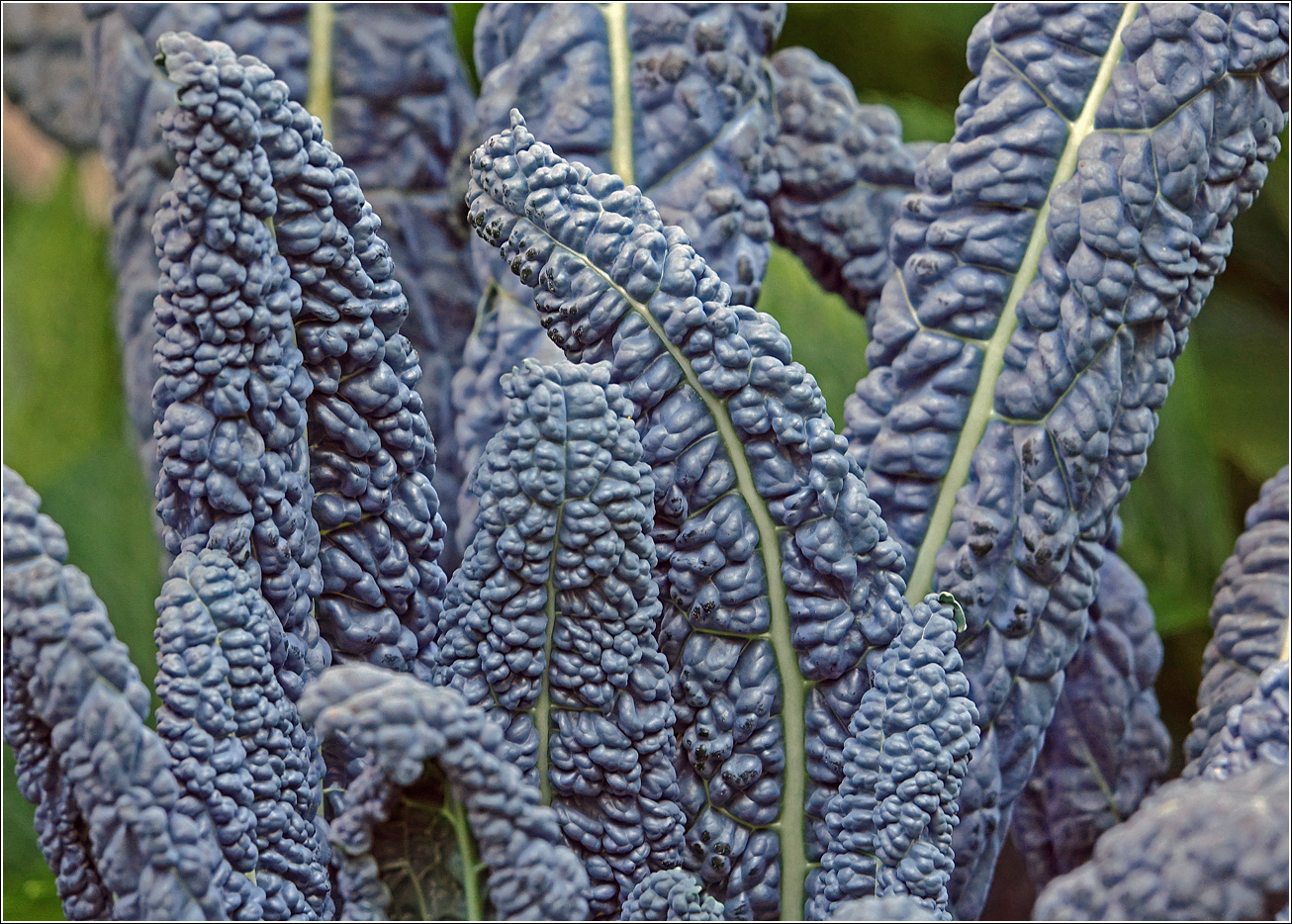 Image of Brassica oleracea specimen.