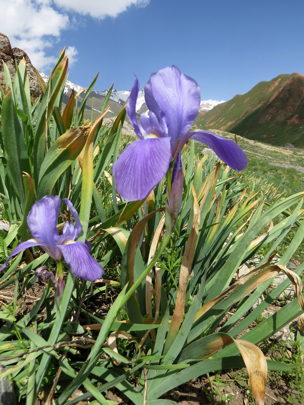 Image of Iris hoogiana specimen.