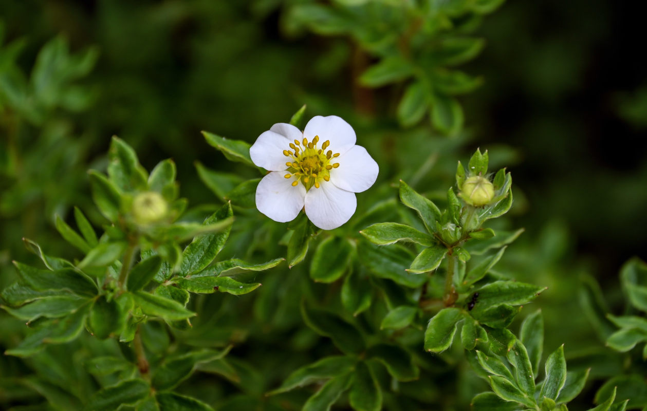 Изображение особи Dasiphora fruticosa.