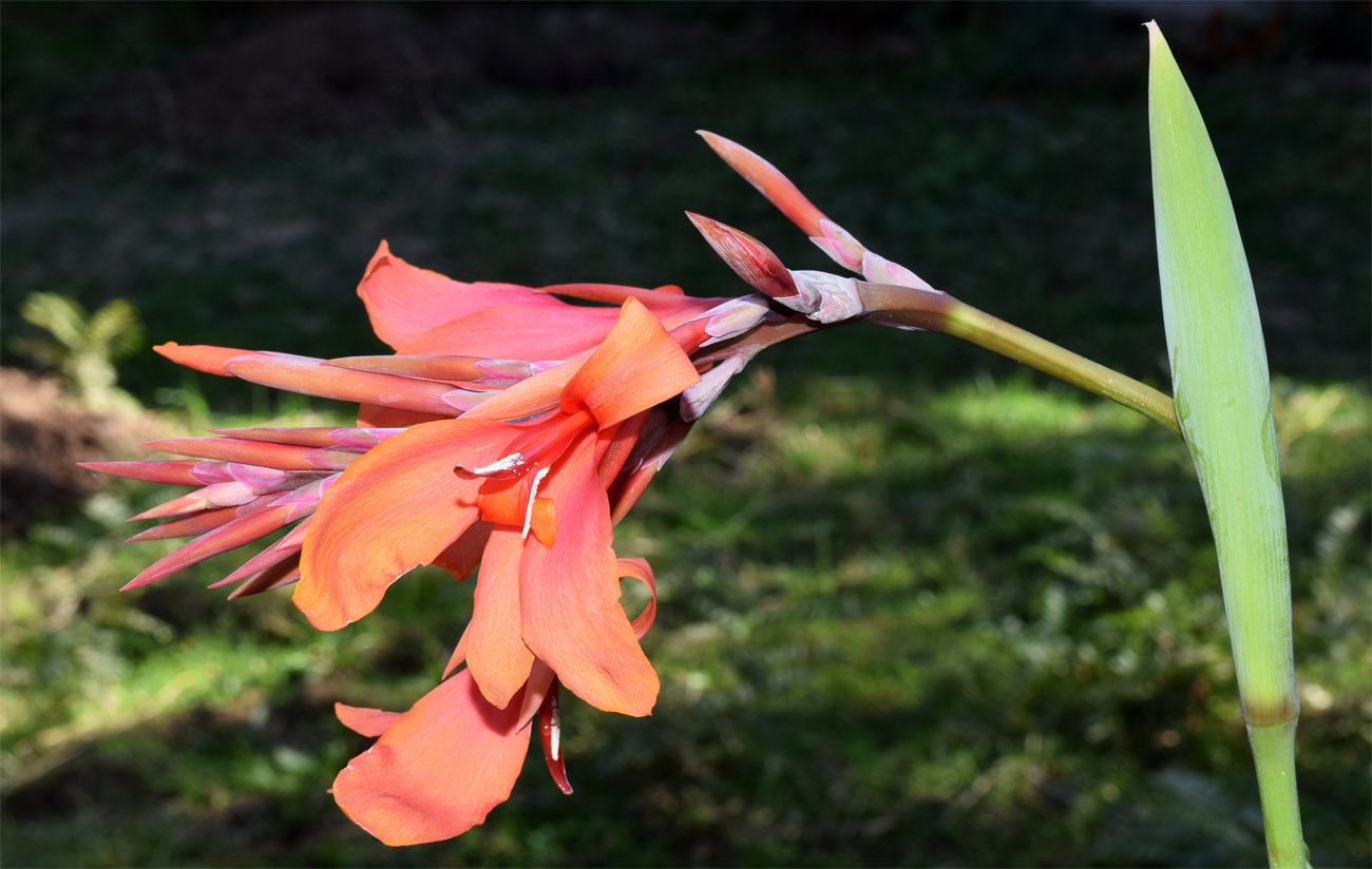 Изображение особи Canna indica.