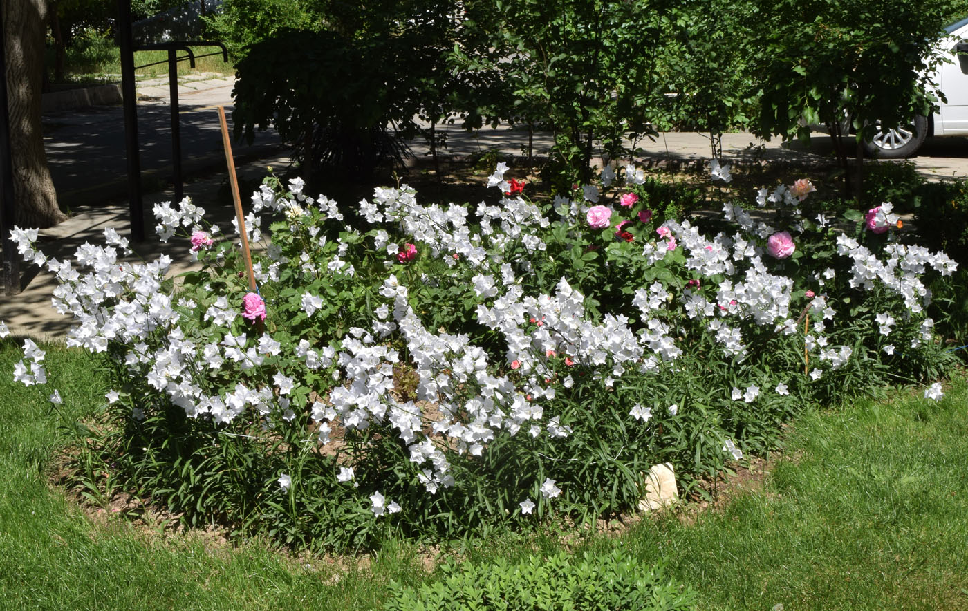 Image of Campanula persicifolia specimen.