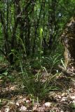 Achnatherum virescens