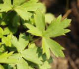Ranunculus japonicus. Лист. Приморский край, Октябрьский р-н, окр. с. Гранатовка, на лугу. 21.05.2025.
