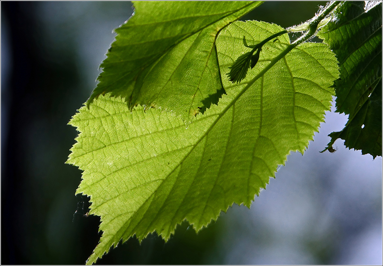 Изображение особи Corylus avellana.