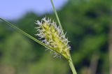 genus Carex. Женское соцветие. Приморский край, Уссурийский ГО, окр. с. Монакино, переувлажнённый луг. 31.05.2025.