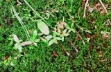 Epilobium anagallidifolium