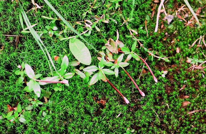 Image of Epilobium anagallidifolium specimen.