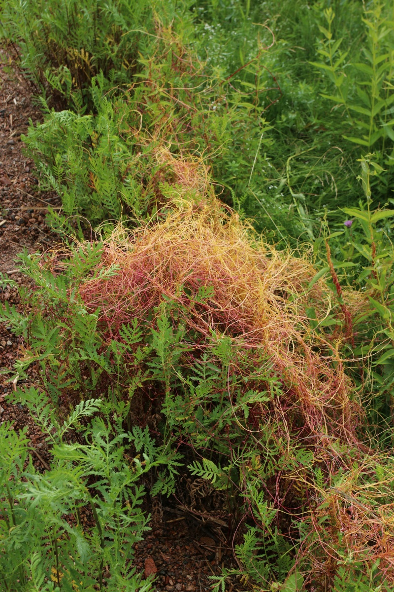 Изображение особи Cuscuta campestris.