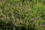 View full-size image Melampyrum nemorosum