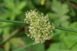 Juncus effusus