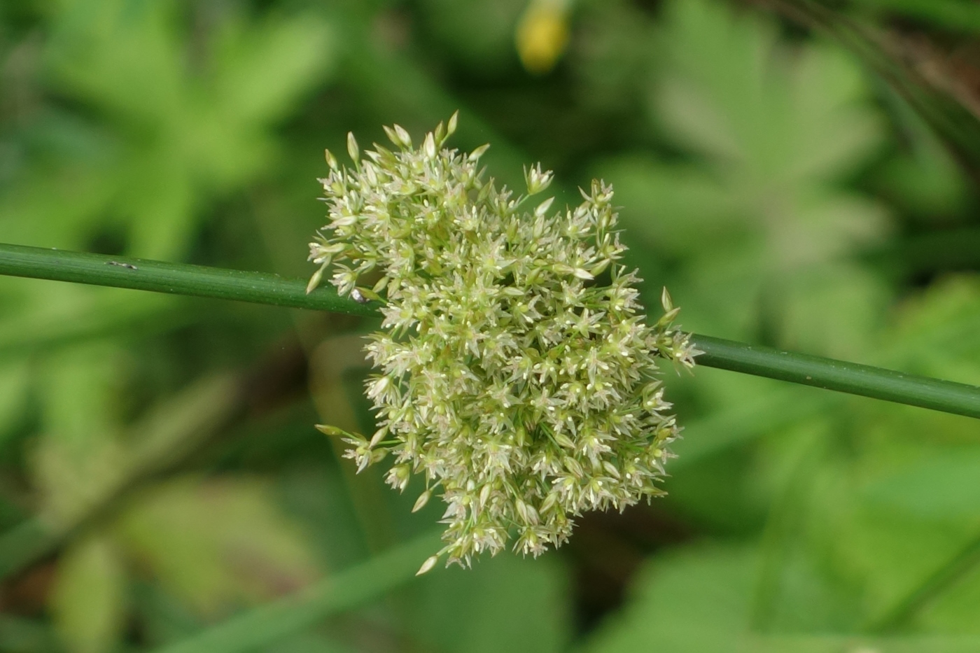 Изображение особи Juncus effusus.