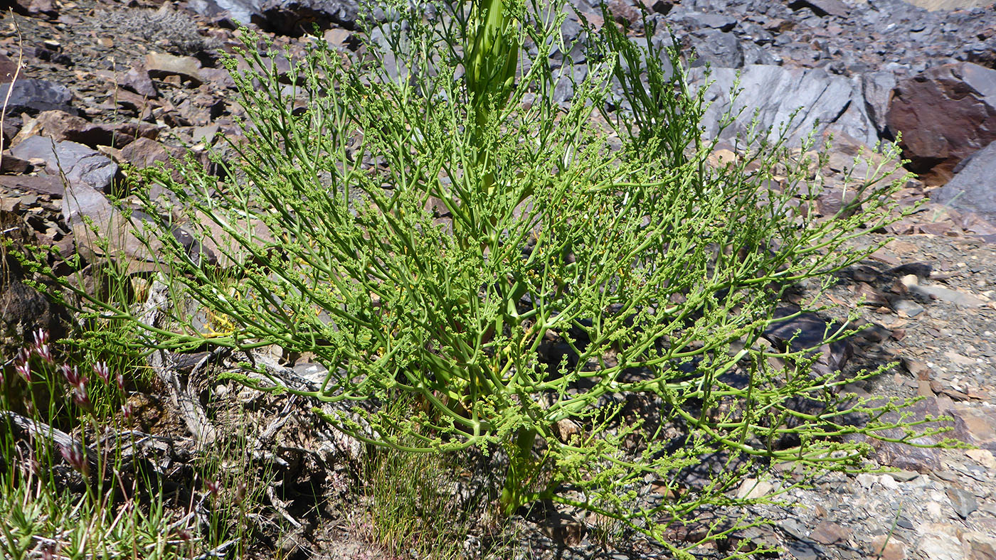 Изображение особи Ferula grigoriewii.