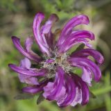 View full-size image genus Pedicularis