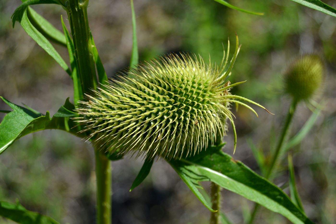Image of Dipsacus gmelinii specimen.