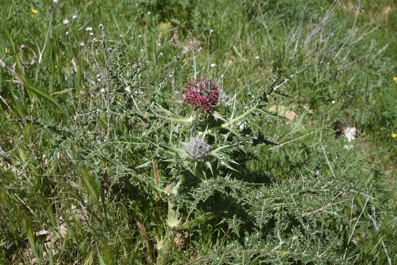 Image of Gundelia tournefortii specimen.