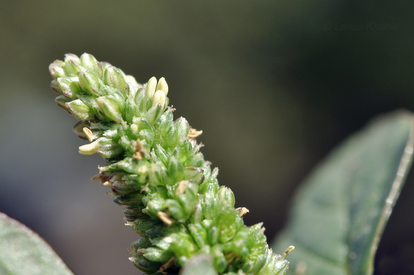 Изображение особи род Amaranthus.