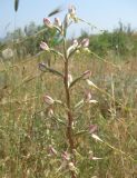 Himantoglossum caprinum. Соцветие. Крым, окр. Феодосии, Лисья бухта. 12 июня 2010 г.